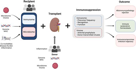 Advanced transplant in 2.